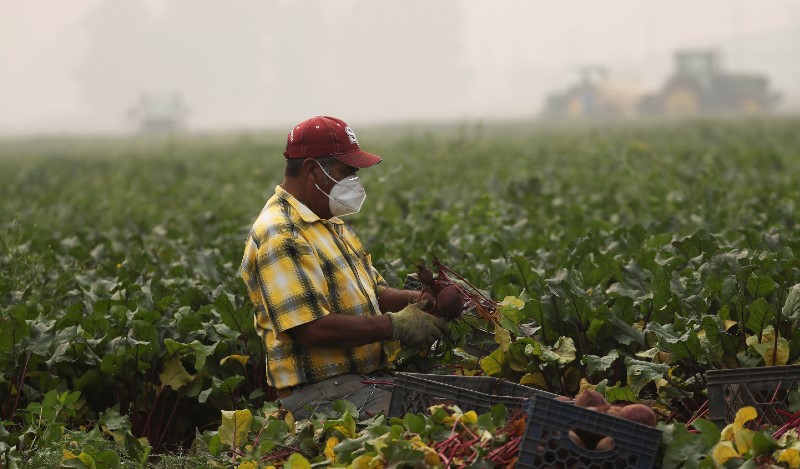 Oregon farmer picks turnips during the pandemic