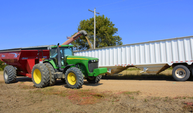 A soybean farmer dumps product into a combine