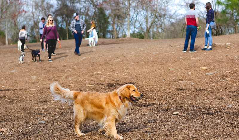 A golden retriever is spotted at a neighborhood dog park (being a good boy, of course!)